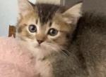 Ticked tabby short legged boy - Munchkin Kitten For Sale - 