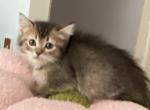 Ticked tabby short legged - Ragamuffin Kitten For Sale - 