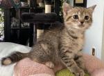 Torbie and white girl - Domestic Kitten For Sale - Salem&comma; OR&comma; US