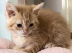 Red tabby boy - Domestic Kitten For Sale - Salem&comma; OR&comma; US