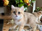 Tigers - Scottish Straight Kitten For Sale - Vancouver&comma; WA&comma; US