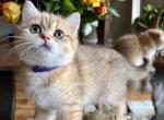 Tigers - Scottish Straight Kitten For Sale - Vancouver&comma; WA&comma; US