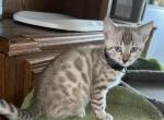 Drew Black Collar - Bengal Kitten For Sale - Oklahoma City&comma; OK&comma; US