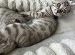 Drew Black Collar - Bengal Kitten For Sale - Oklahoma City&comma; OK&comma; US