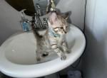 Kyndle Turquoise Collar - Bengal Kitten For Sale - Oklahoma City&comma; OK&comma; US