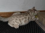 Asia Coral Collar - Bengal Kitten For Sale - Oklahoma City&comma; OK&comma; US