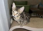 Landon Tan Collar - Bengal Kitten For Sale - Oklahoma City&comma; OK&comma; US