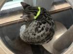 Violet Green Collar - Bengal Kitten For Sale - Oklahoma City&comma; OK&comma; US