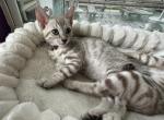 Ty Brown Collar - Bengal Kitten For Sale - Oklahoma City&comma; OK&comma; US