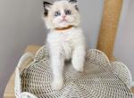 Tofu - Ragdoll Kitten For Sale - Queens&comma; NY&comma; US