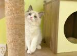 Lina - Ragdoll Kitten For Sale - 