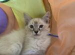 Cumin - Balinese Kitten For Sale - CA&comma; US