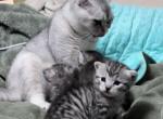 Wasabi Female - Scottish Straight Kitten For Sale - Monticello&comma; MN&comma; US