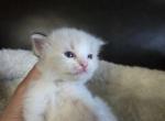 RESERVED Habiba - Ragdoll Kitten For Sale - Columbia&comma; MD&comma; US