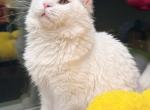 Bobby - Maine Coon Kitten For Sale - Queens&comma; NY&comma; US
