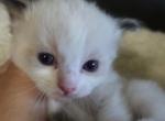 RESERVED Silva - Ragdoll Kitten For Sale - Columbia&comma; MD&comma; US