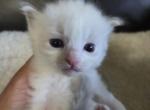 RESERVED Lee - Ragdoll Kitten For Sale - Columbia&comma; MD&comma; US