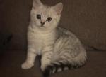 Pimka - Scottish Straight Kitten For Sale - 