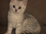 Patrik - Scottish Straight Kitten For Sale - 