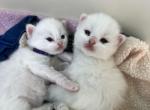 Brooklyn and Dakotas loving babies - Ragdoll Kitten For Sale - Port Saint Lucie&comma; FL&comma; US