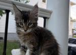 Fanta - Maine Coon Kitten For Sale - Wilmington&comma; DE&comma; US