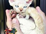 Uno - Devon Rex Kitten For Sale - Spokane&comma; WA&comma; US