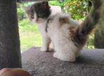 Pocahontas - Domestic Kitten For Sale - Lake Stevens&comma; WA&comma; US