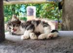 Lola - Domestic Kitten For Sale - Lake Stevens&comma; WA&comma; US