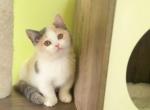 MK029 - Munchkin Kitten For Sale - Los Angeles&comma; CA&comma; US
