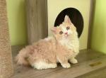 MK028 - Munchkin Kitten For Sale - Los Angeles&comma; CA&comma; US