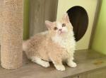 MK028 - Munchkin Kitten For Sale - Los Angeles&comma; CA&comma; US
