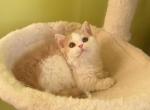 MK027 - Munchkin Kitten For Sale - 