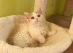 MK027 - Munchkin Kitten For Sale - Los Angeles&comma; CA&comma; US