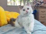 SK021 - Selkirk Rex Kitten For Sale - Los Angeles&comma; CA&comma; US