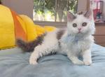 SK021 - Selkirk Rex Kitten For Sale - Los Angeles&comma; CA&comma; US