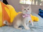 B066 - British Shorthair Kitten For Sale - Los Angeles&comma; CA&comma; US