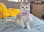 B066 - British Shorthair Kitten For Sale - Los Angeles&comma; CA&comma; US