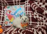 Lavender 1 Female - Siamese Kitten For Sale - NY&comma; US