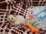Lavender 1 Female - Siamese Kitten For Sale - 