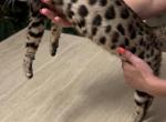 Bengal female 18 months old - Bengal Cat For Sale - Hoffman Est&comma; IL&comma; US