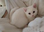 Scottish straight - Scottish Straight Kitten For Sale - Auburn&comma; WA&comma; US