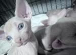 Sphynx - Sphynx Kitten For Sale - Surprise&comma; AZ&comma; US