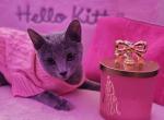Russian Blue MainCoon - Russian Blue Kitten For Sale - Ozone Park&comma; NY&comma; US