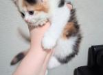 Caramels kittens - Persian Kitten For Sale - Sacramento&comma; CA&comma; US