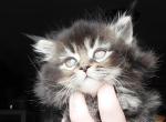 Solar - Maine Coon Kitten For Sale - Mount Penn&comma; PA&comma; US
