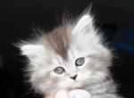 Jupiter - Maine Coon Kitten For Sale - 