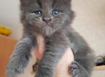 Max - Maine Coon Kitten For Sale - 