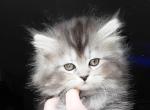 Saturn - Maine Coon Kitten For Sale - Mount Penn&comma; PA&comma; US