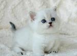 Zizi - Munchkin Kitten For Sale - Pembroke Pines&comma; FL&comma; US