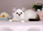 Galaxy - Siberian Cat For Sale - Pembroke Pines&comma; FL&comma; US